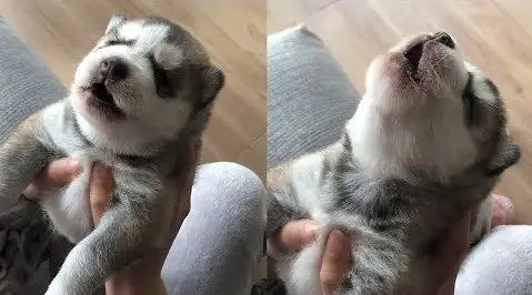 小奶狗们的叫声合集 ,萌翻啦~第一只真的不是小狼崽吗