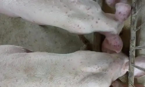 猪病发病阶段:猪全群起疙瘩