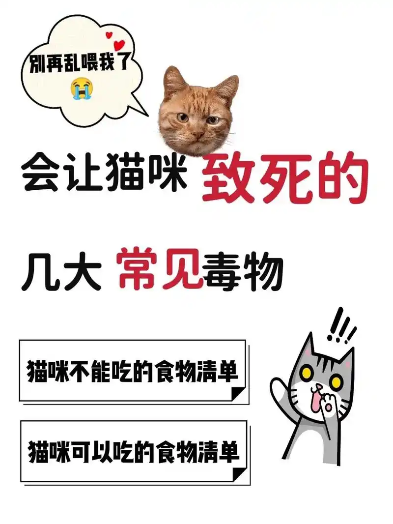 猫咪是一个充满好奇心 - 抖音
