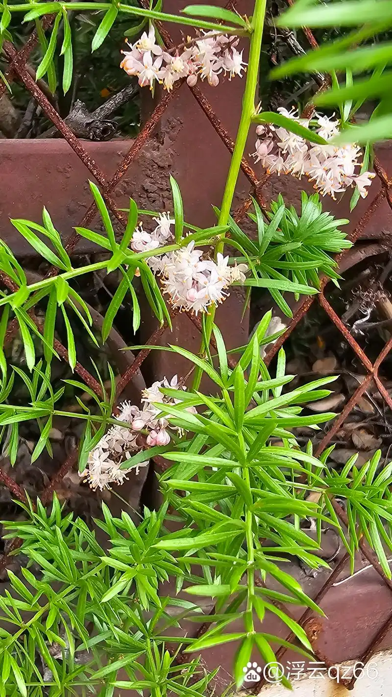 植物天门冬又名老虎尾巴根,天冬草,明天冬,非洲天门冬,满冬等.