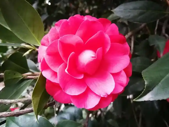 越丹,玉茗,都胜,鹤顶红,黄香,粉红,玉环,红白叶,月丹,吐丝,玉磬,桃叶