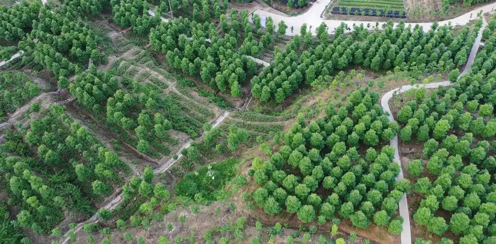 背井离乡 如今业兴人旺终究叶落归根 ——石阡县国荣乡小苗木成大产业