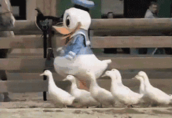 鸭子全身都是宝,聊聊国人的吃鸭史