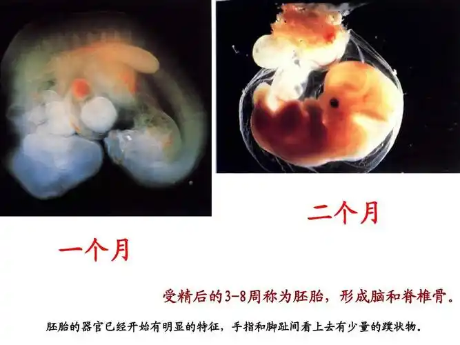 受精后的3-8周称为胚胎,形成脑和脊椎骨.