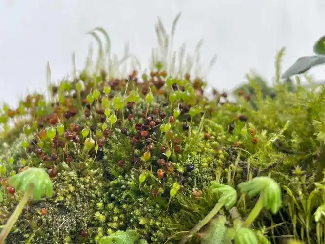 在自家田里找到了666种不同品种的青苔