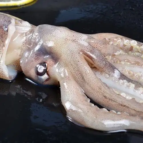 鱿鱼冷冻新鲜章鱼连云港本地白墨鱼墨鱼海鲜水产冷冻鱿鱼