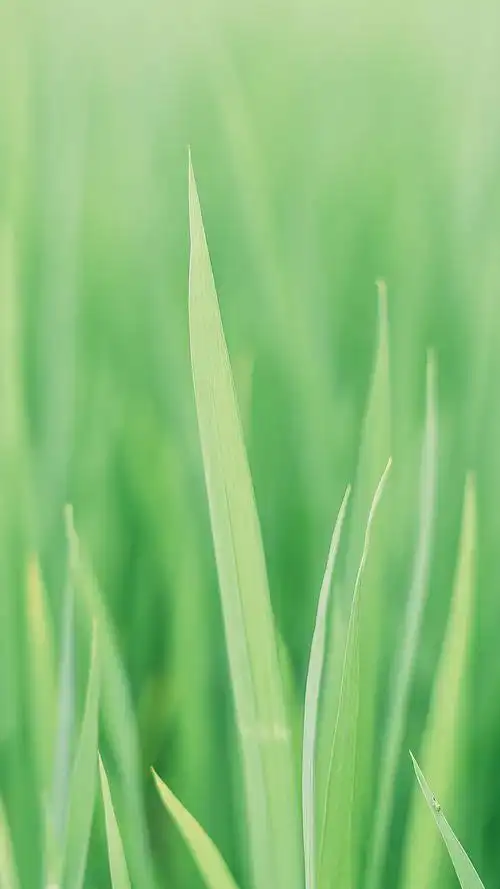 乡间清新风景图片手机壁纸