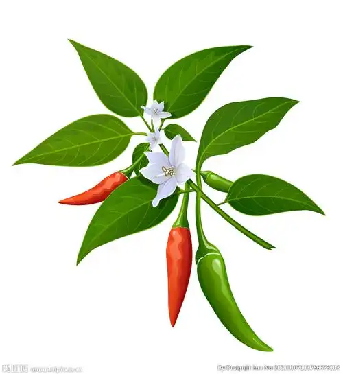辣椒手绘设计图__蔬菜_生物世界_设计图库_昵图网nipic.com