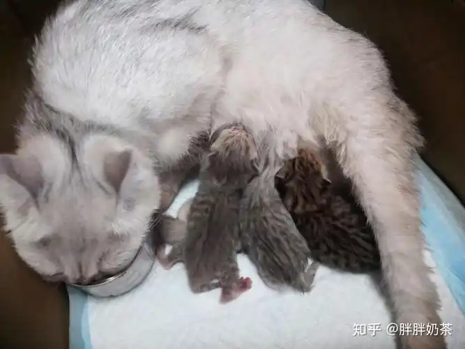 美短和英短杂交好看吗?养猫的来戳戳 - 知乎