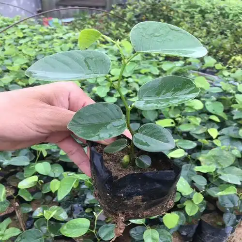 檀香紫檀苗 珍稀红木树种 印度台湾小叶紫檀树苗绿化庭院名贵树苗