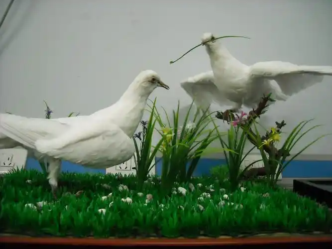 2011年第二届辽宁省普通高等学校大学生动植物标本制作大赛作品