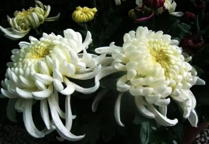 沉痛悼念老学友冯忠贤逝世