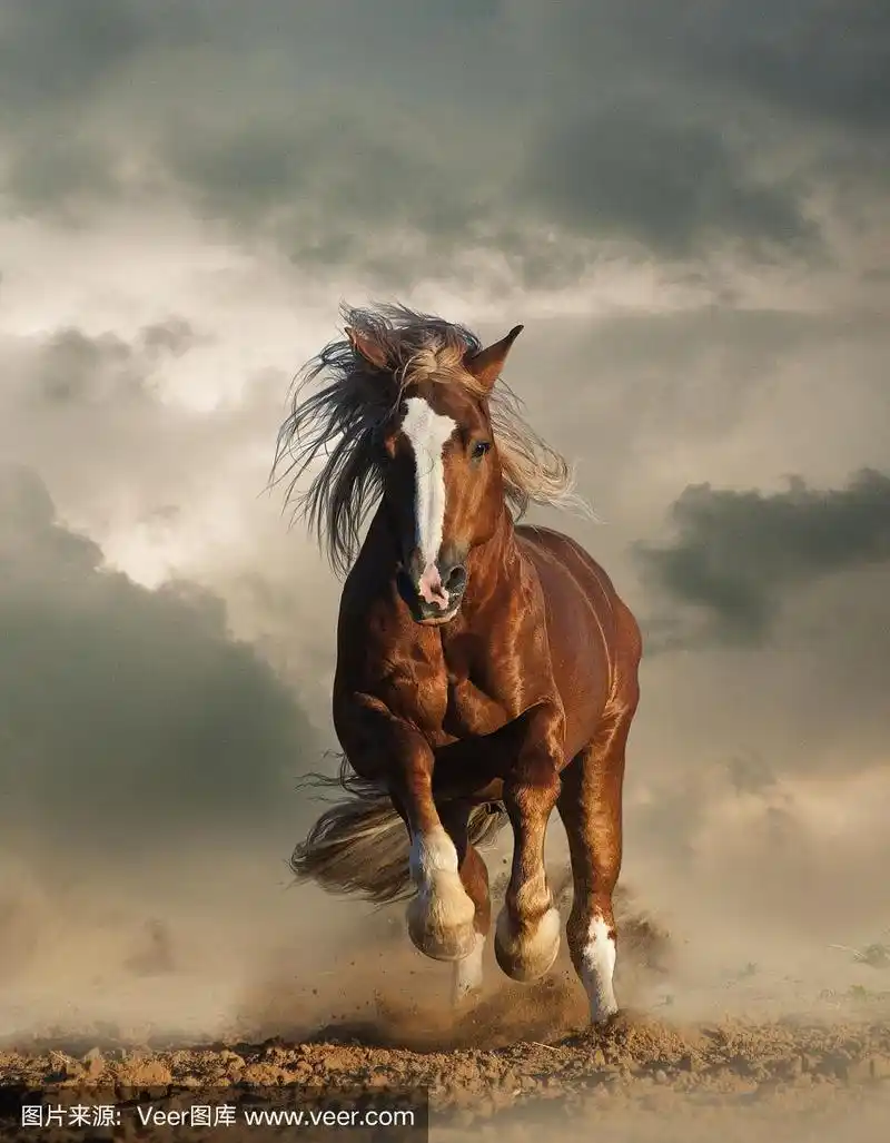 野生栗子役马奔跑