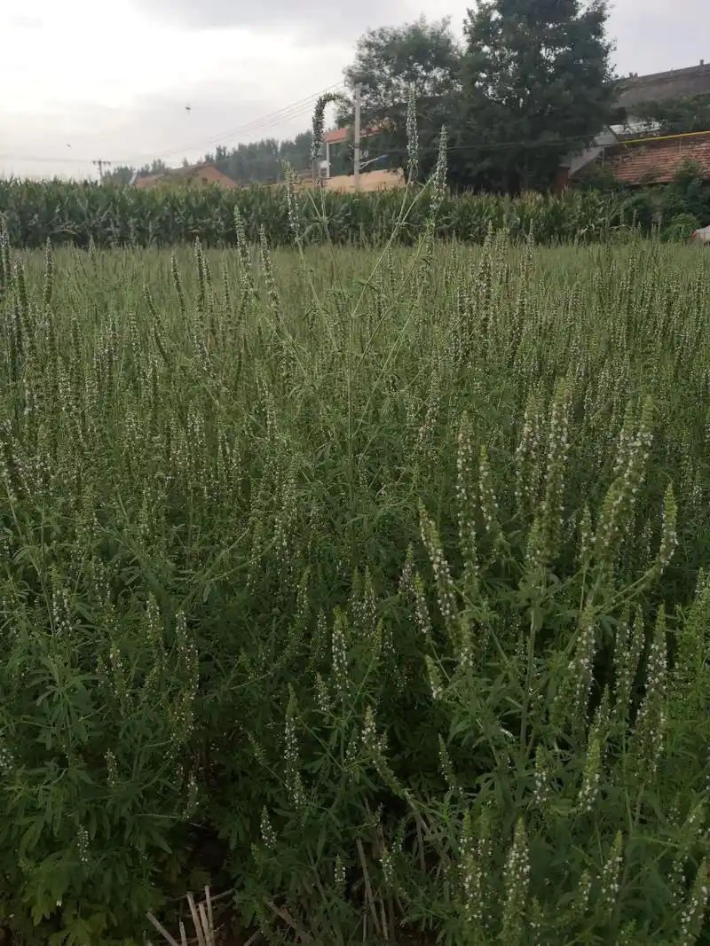 2022年中药材荆芥从种植到销售,感谢各位农户的信任,欢迎更 - 抖音