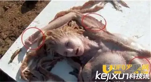 黑鳞鲛人活着的样子:东海真的有黑鳞鲛人吗