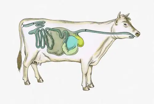 内脏,心脏,肠,动脉,静脉,肛门,十二指肠,无人,横图,插画,室内,白天