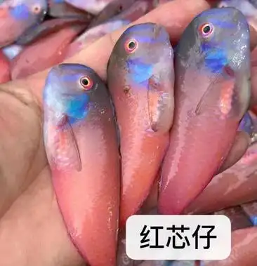 惠来县资深小马头鱼红心仔