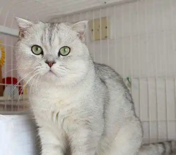 银渐层动不动就拉稀