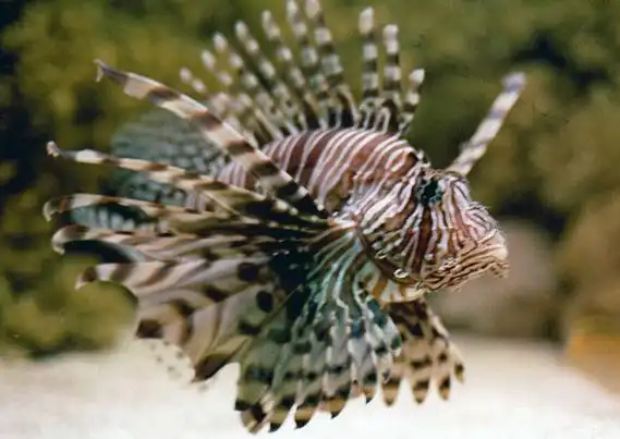 老虎鱼是什么鱼