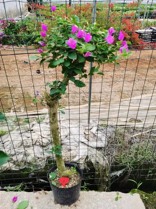 三角梅紫色三角梅老桩本店满48元自动包邮