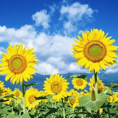 白云蓝天向日葵头像