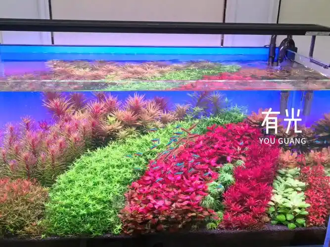 荷兰景草缸:追光的人,终会光芒万丈,花会沿路盛开,你以后的路也是