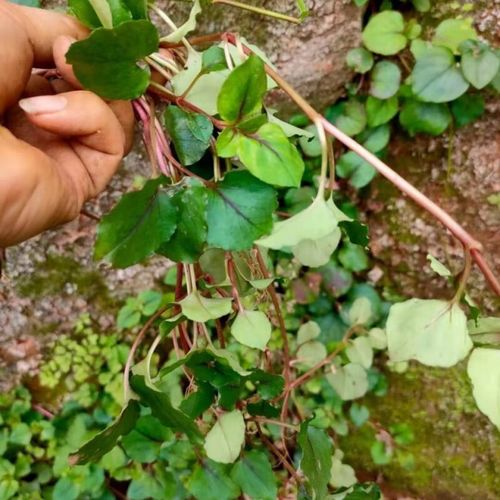 醉春木金钱草中苗 溶石排石中草药大叶落地金钱绿植盆栽 一棵金钱草
