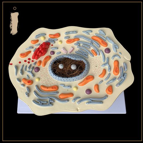 动物细胞亚显微结构模型医院演示摆件学校生物其他模型玩具