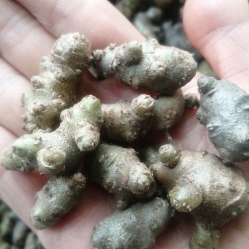 藤三七种苗易存活爬墙爬藤绿植盆栽四季常青植物庭院