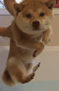 200_307gif 动态图 动图