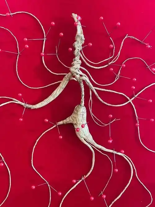 长白山野山参堆花密芦芦碗紧密环纹清晰