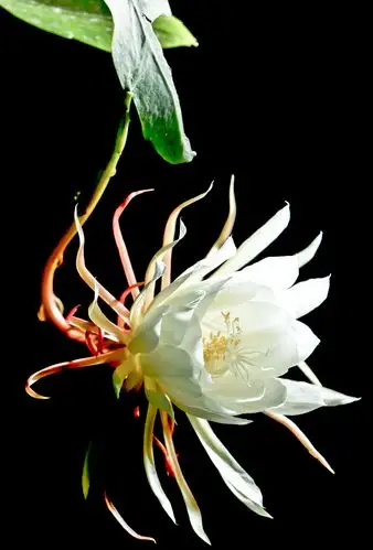 瞬间的惊艳---昙花一现