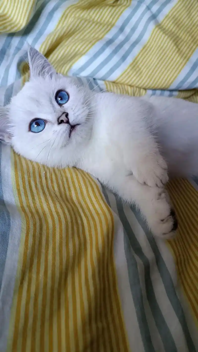 小矮腿银点长大了. - 抖音