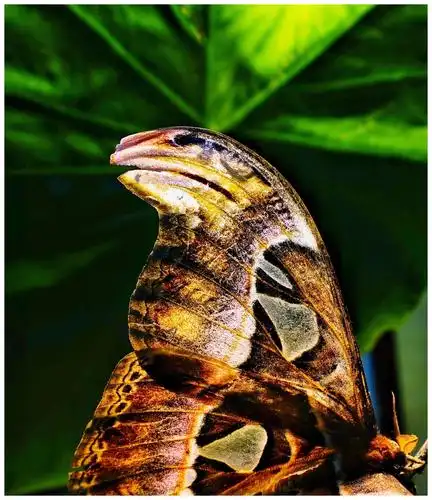 罕见巨型大飞蛾(眼镜蛇蛾)@蝉蜕@东莞雀园