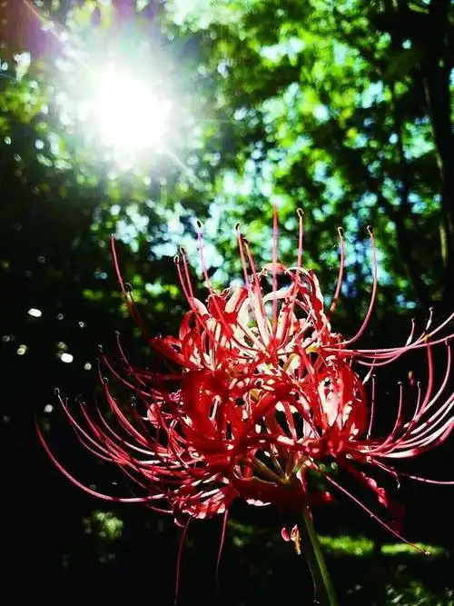 微风中的彼岸花凄美地轻舞着它的故事一生一世最知相思苦李邦国/摄