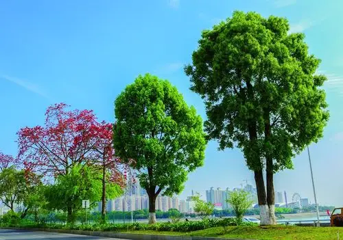 市花不仅是城市形象的重要标志和名片而且也是河源正在开展的创建国家