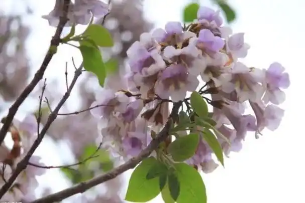 梧桐花开福地,守望美好的城市之美!