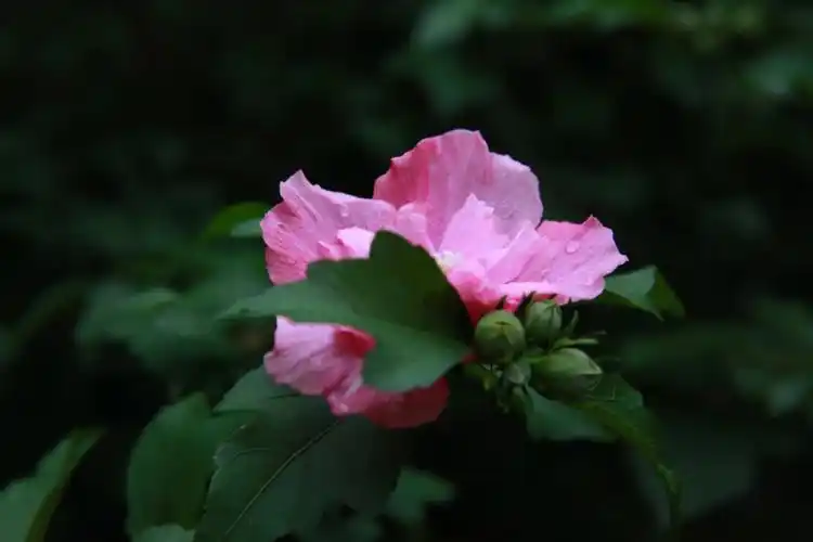 儿时母亲不知从哪儿听说了木槿的叶子能柔顺发质,于是撸了它的叶子揉