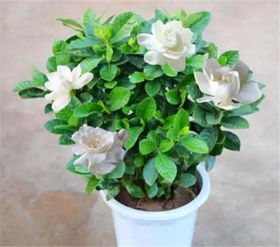 养栀子花就选这1种,四季常开,牢记5要点,1年开4次