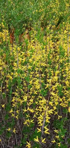 陕西连翘种植基地_西安周至连翘苗木基地-周至苗木网