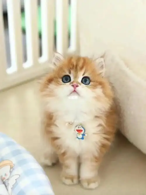 长毛金渐层  #金渐层  #金渐层猫舍  #英短金渐层  #金渐