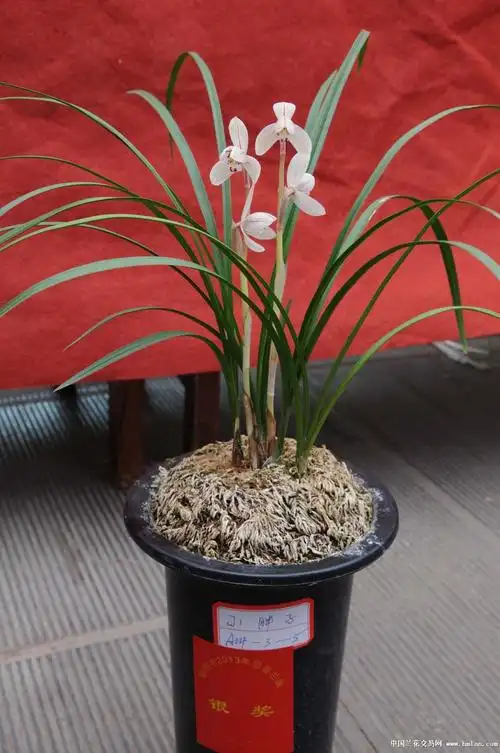 昆明市兰展惊现天价兰花