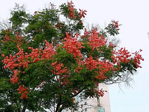 黄山栾树原创首发