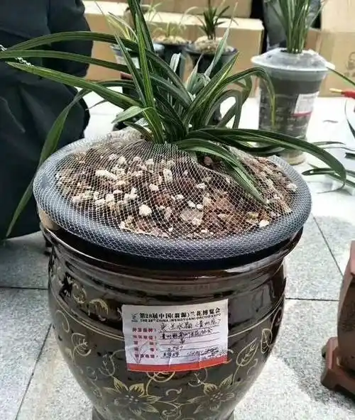 兰花贵州龙要价一亿两千万,怎么看?_高价_成交_买卖