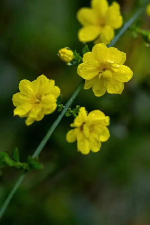 春天里的迎春花