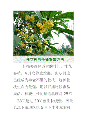 桂花树的扦插繁殖方法98.doc