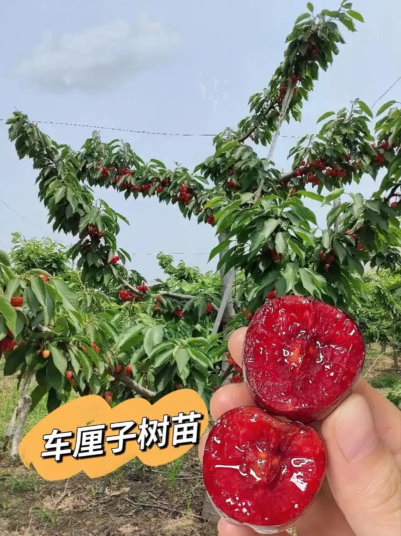 车厘子树苗.#车厘子树苗~~去年种了几颗车厘子树苗~~没想到 - 抖音