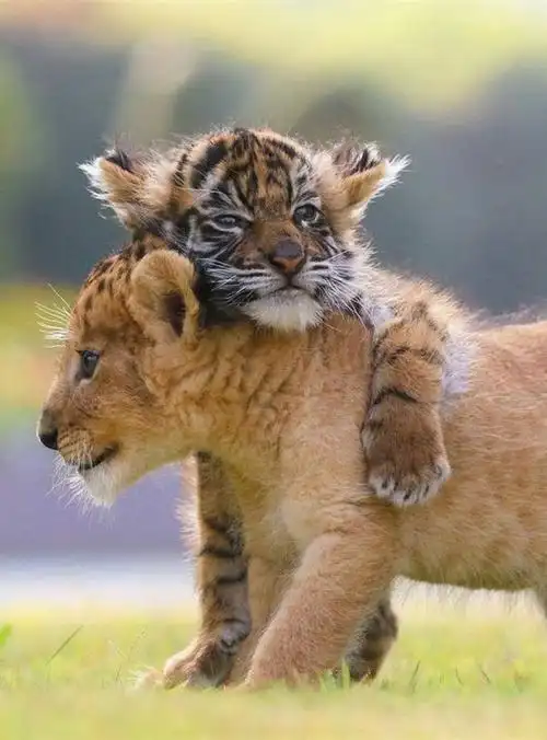 有人把老虎当做猫,谁的问题?