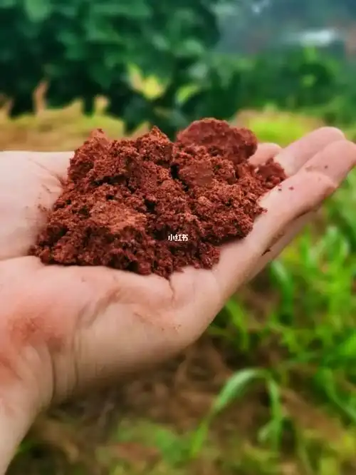 你家乡的土是什么颜色还记得吗