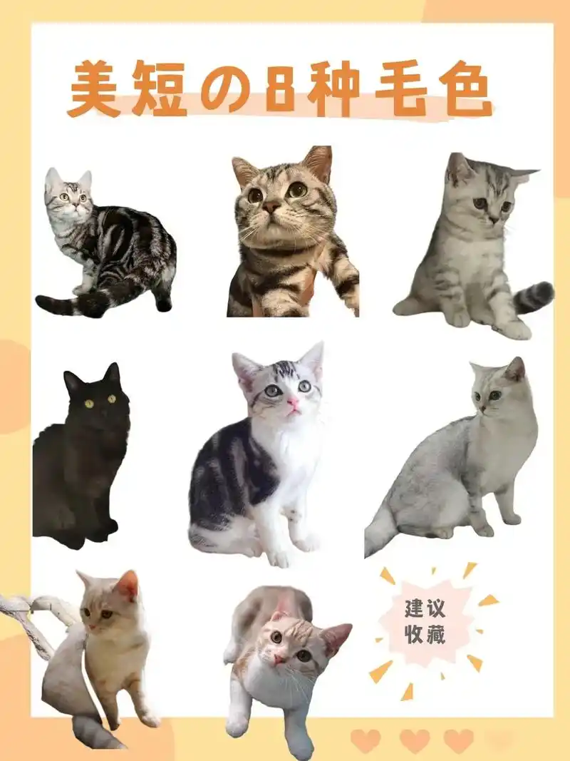 抖音图文来了 8种常见美短颜色,养猫前认识一下.#宠物 # - 抖音